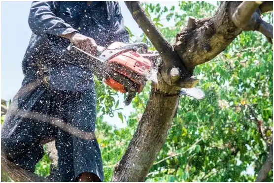 tree services Bunk Foss